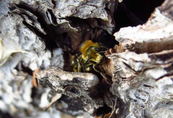 Osmia sp. [leaiana o coerulescens], maschio  (Apidae Megachilinae)